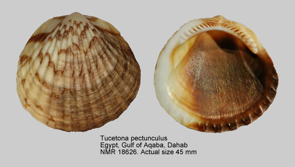 Tucetona pectunculus.jpg - Tucetona pectunculus(Linnaeus,1758)